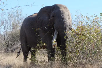 Makalali Game Reserve_Elephant Immunocontraception and Humane Journeys